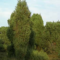 Juniperus communis